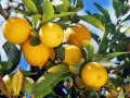 Limoni